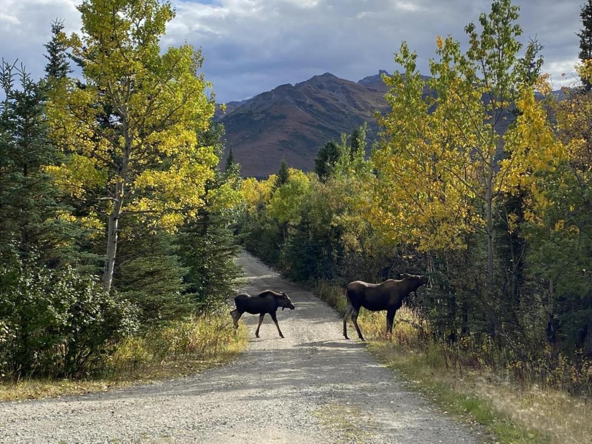 Denali Park View Family Log Cabin מראה חיצוני תמונה